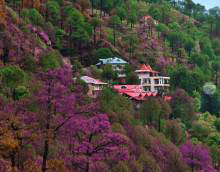 Kasauli Hill Station